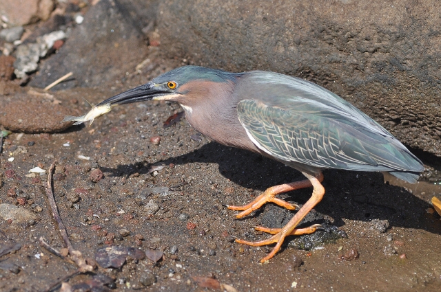 grenada, caribbean, west indie-031.jpg - GREEN HERON - GRENADA, CARIBBEAN - 2011